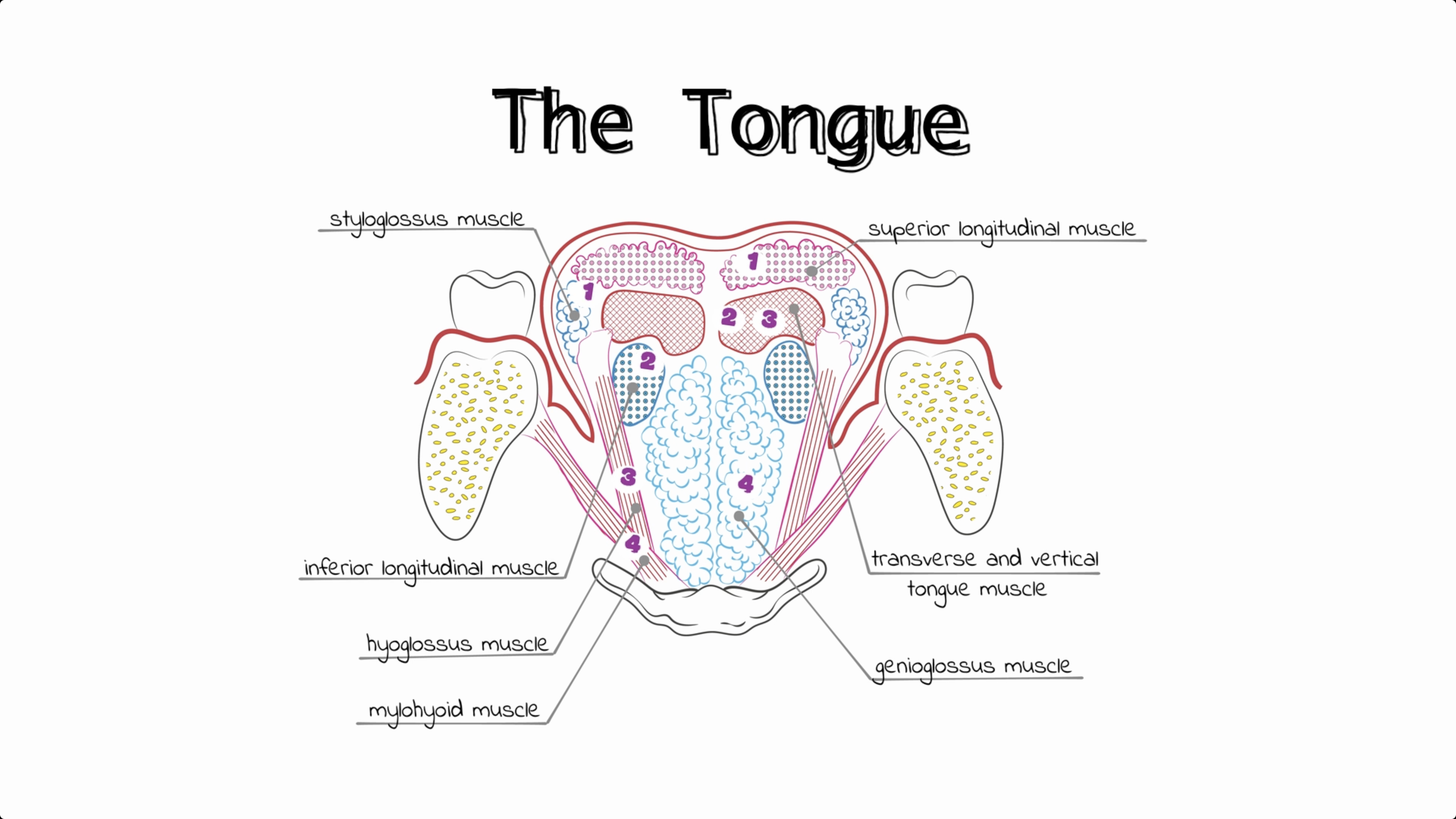 The Tongue Anatomy